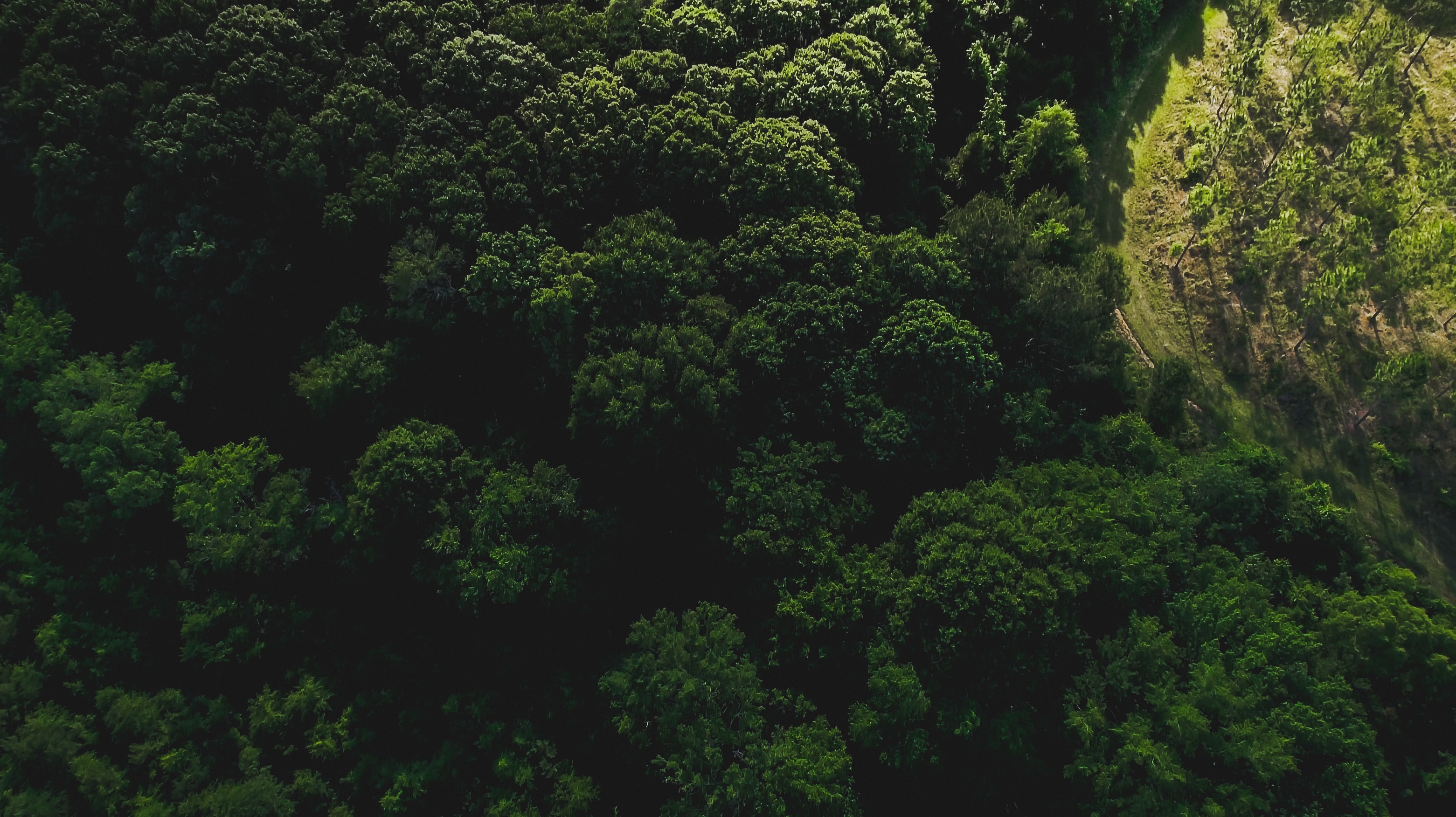 Rizikové kácení stromů